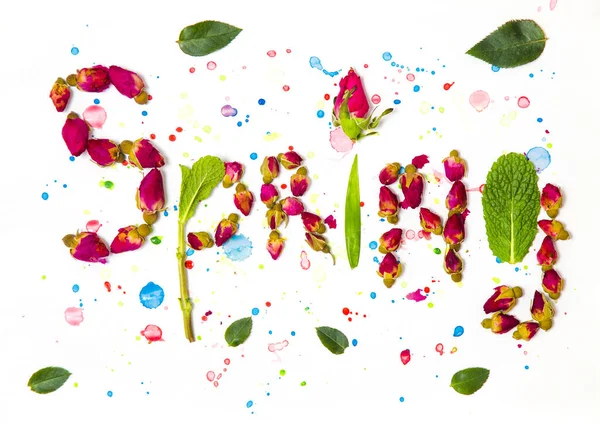 アクリル抽象画の背景にドライフラワー 春のコンセプト カラフルな春の看板 ドライフラワーと新鮮な葉で作られた言葉春 抽象的な花の背景 カラーブロック — ストック写真