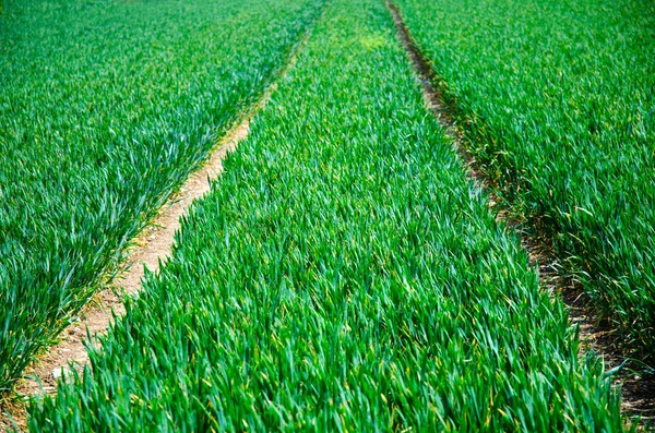 绿色农田 有选择的重点 英格兰农村 春天的时候 一穗青小麦的近景 田野浅浅的水深 — 图库照片