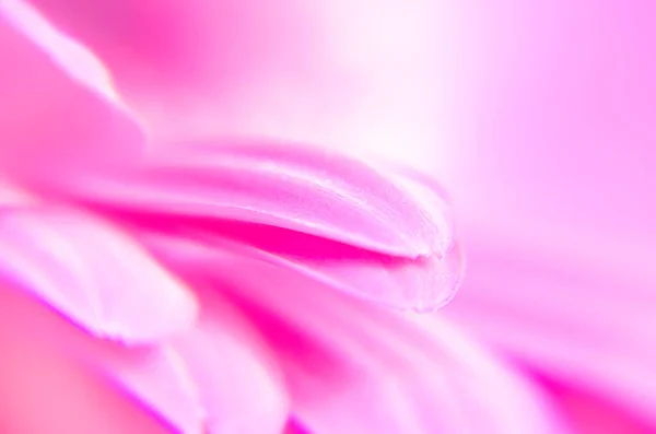 Gerber Blume Aus Nächster Nähe Makro Hintergrund Defokussierte Rosa Tapete — Stockfoto