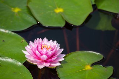 Gölette yeşil yapraklı güzel Lotus Çiçeği.