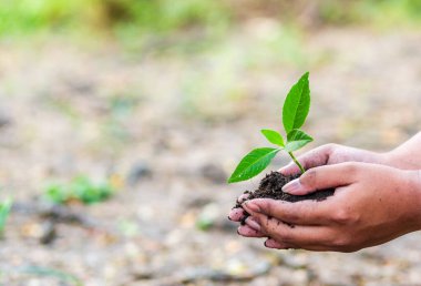 Toprakta küçük bir ağacı tutan el. tarım ve dünya konseptini kurtarmak