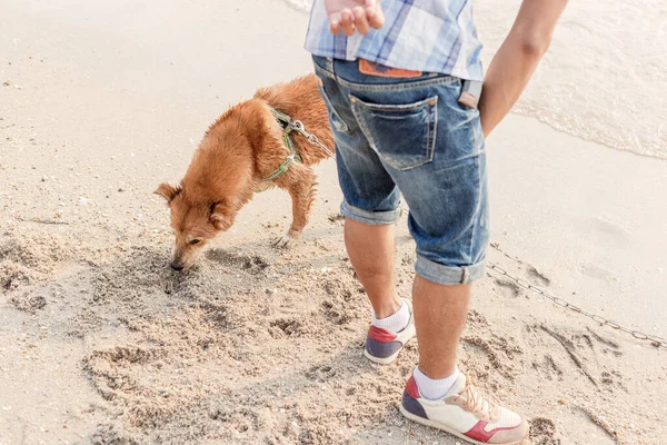 Homme Joue Avec Chien Sur Plage — Photo