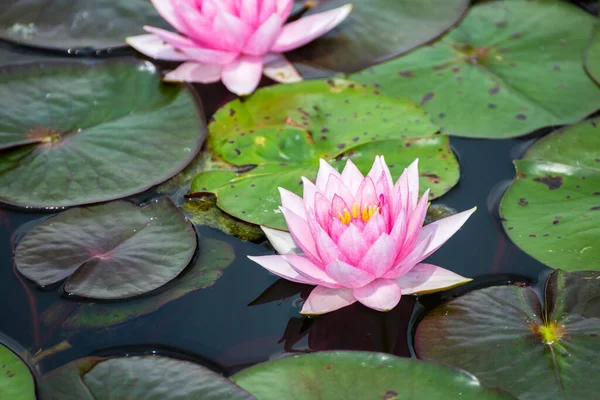 Belle Fleur Lotus Avec Feuille Verte Dans Étang — Photo