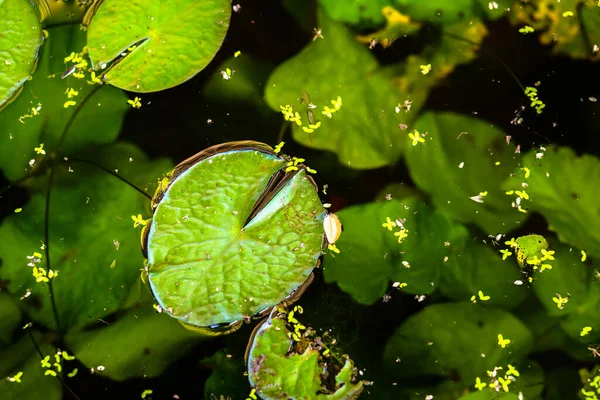 池塘里的荷花绿叶 — 图库照片
