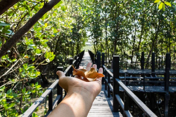 Dry leave on hand in the forest.