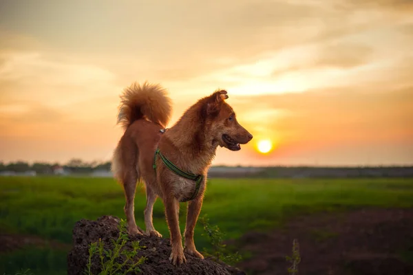 Stand Chien Mignon Sur Pierre Coucher Soleil — Photo