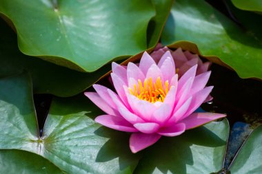 Gölette yeşil yapraklı güzel Lotus Çiçeği.