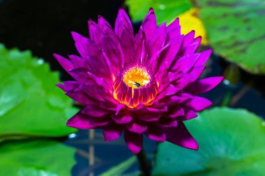 Gölette yeşil yapraklı güzel Lotus Çiçeği.