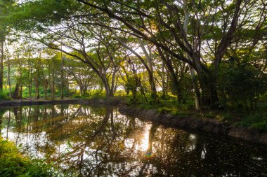 yeşil orman ve güneş ışığı. ormanda gölet. doğal arka plan.