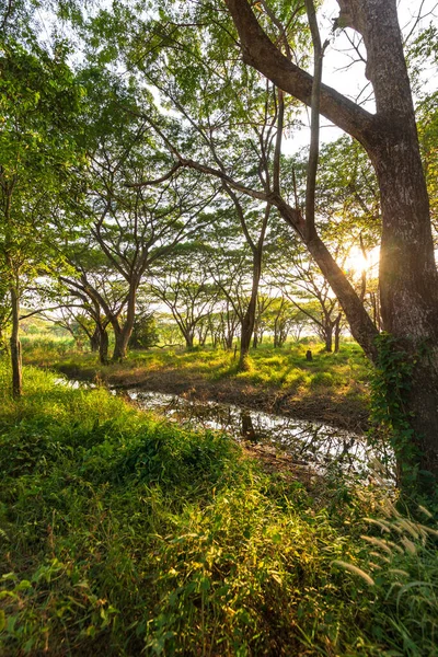 Bosque Verde Luz Solar Estanque Bosque Fondo Natural — Foto de Stock