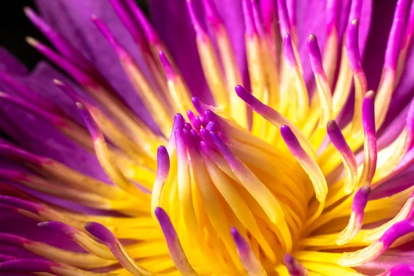 Hermosa Flor Loto Púrpura Estanque Por Mañana — Foto de Stock