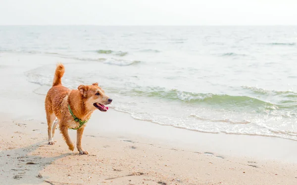 Chien Courir Profiter Sur Plage — Photo