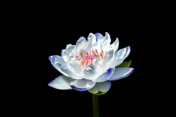 Vakker Lotusblomst Svart Bakgrunn – stockfoto