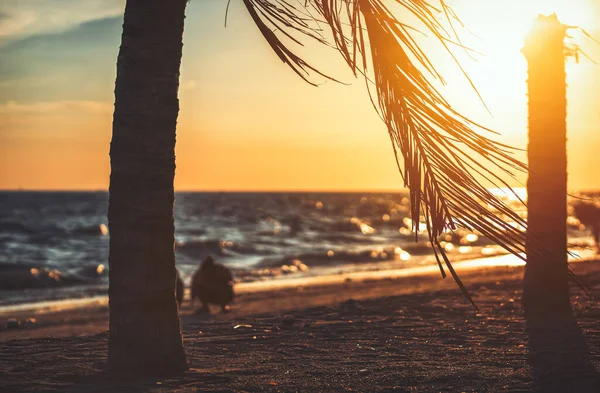 Drzewo Kokosowe Zachód Słońca Plaży Lecie — Zdjęcie stockowe