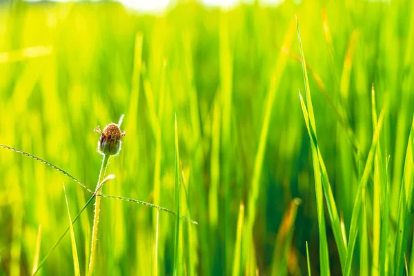 Grama Flor Seca Morta Fundo Campo Verde — Fotografia de Stock