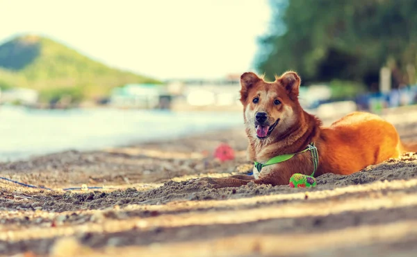 Chien Assis Sur Plage — Photo