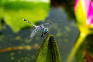 Lotus 'lu makro fotoğraf yusufçuğu. Hayvan vahşi yaşam konsepti.