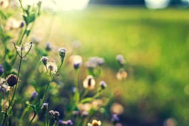 Tarlanın yanındaki çim çiçeğini ve güneşin ışığını kapat..