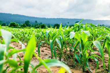 Tarım arazilerindeki genç yeşil mısır bitkileri. Bitki Hastalıkları.