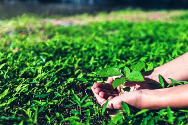 Yerdeki yeni ağaç büyümesini el koruması. El yardımı, destek, bakım konsepti..