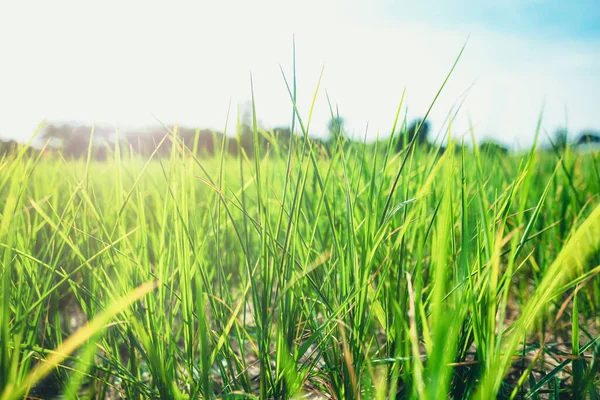 Primer Plano Naturaleza Campo Verde Fresco Agricultura Campo — Foto de Stock