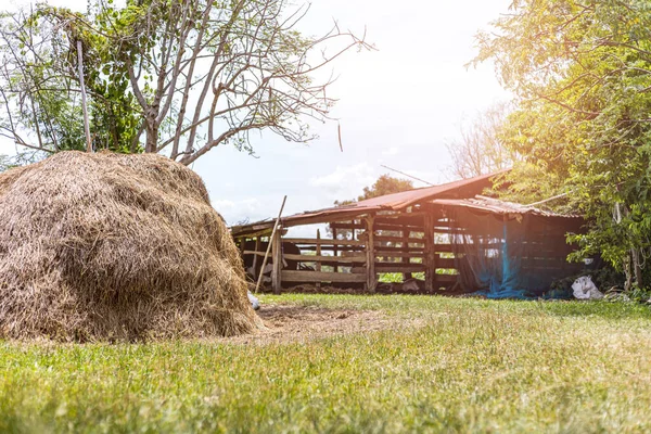 Straw Green Grass Animals Fence Countryside — Stock Photo, Image