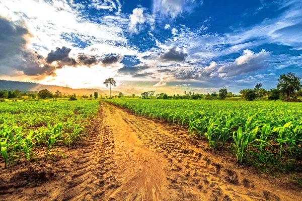 Campo Maíz Puesta Sol Campo — Foto de Stock