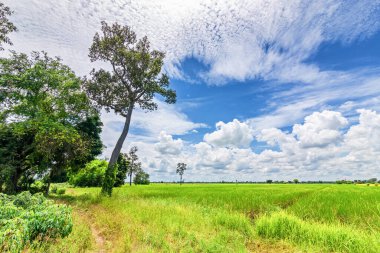 Arazi ve mavi gökyüzü manzara olacak. Mavi gökyüzü ve güzel bulut. Alan tarımdır..