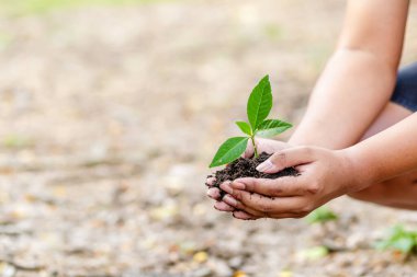 Toprakta küçük bir ağacı tutan el. tarım ve dünya konseptini kurtarmak