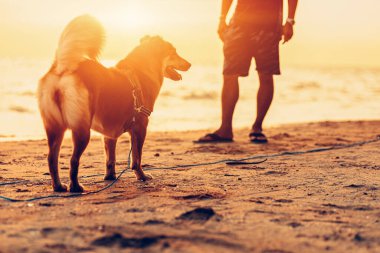 Bir adam ve bir köpek sahilde ve gün batımında, gün doğumunda.