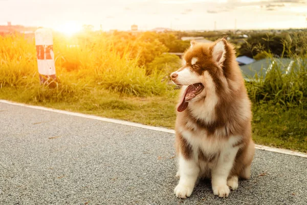 Chien Assis Sur Route Dans Les Parcs Avec Coucher Soleil — Photo