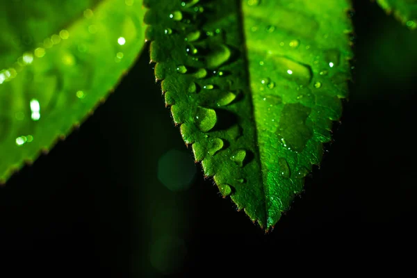 Une Goutte Eau Congé Vert Contexte Naturel — Photo