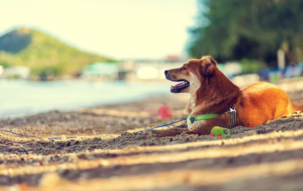 Der Hund Strand — Stockfoto