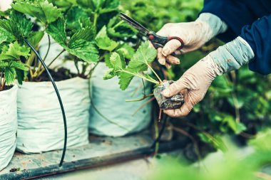 Bahçıvan çiftlikten çilek topluyor..