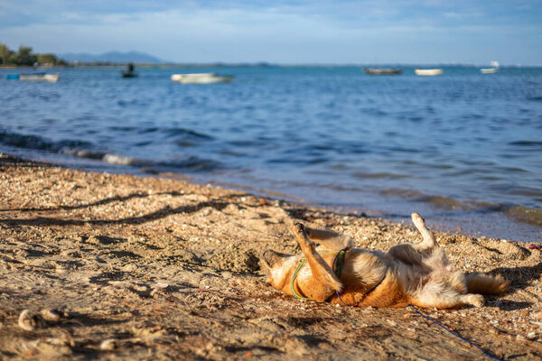 the dog playing on the beach.