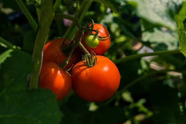 Rijp Rode Tomaten Groene Bladergrond Hangend Aan Wijnstok Van Een — Stockfoto