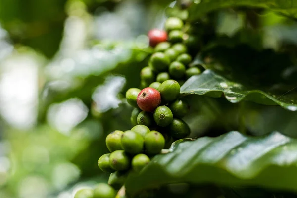 Coffee Plant. Coffee beans growing on a branch of coffee tree. Close up Branch of a coffee tree with ripe fruits.