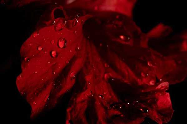 Gota Agua Flor Roja Después Fondo Lluvioso Negro — Foto de Stock