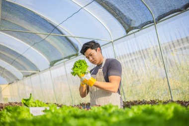 Çiftçi donanımı tarım eldivenleri sebzeleri hidrofonik çiftlikte tutar ve müşteriye teslim edilmeden önce sebzeleri titizlikle inceler.