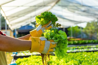 Çiftçi donanımı tarım eldivenleri sebzeleri hidrofonik çiftlikte tutar ve müşteriye teslim edilmeden önce sebzeleri titizlikle inceler.