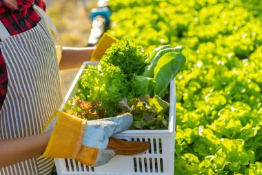Çiftçi donanımı tarım eldivenleri sebzeleri hidrofonik çiftlikte tutar ve müşteriye teslim edilmeden önce sebzeleri titizlikle inceler.