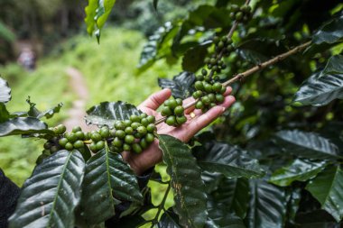 Kahve fabrikası. Kahve ağacının dalında büyüyen kahve çekirdekleri. Olgun meyveli bir kahve ağacının dalını kapat..