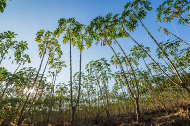 Tapyoka çiftliği, patates çiftliği, tapyoka çiftliği. çiftlik ve tarım sebze konsepti.