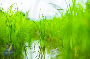 Mavi gökyüzünün altında tarım yeşil pirinç tarlası ve kırsal bölgede dağ. tarım, büyüme ve tarım kavramı.