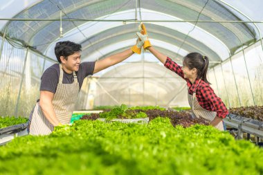 Bitkide organik sebzeler, serada yetişen hidrofonik sebzeler..