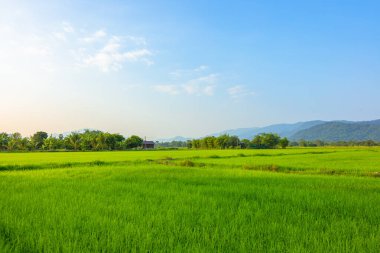Mavi gökyüzünün altında tarım yeşil pirinç tarlası ve kırsal bölgede dağ. tarım, büyüme ve tarım kavramı.