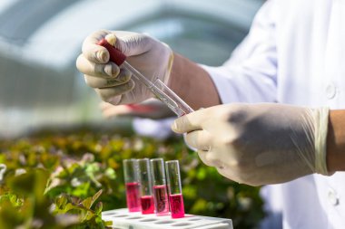 Bilimadamları çözeltiyi test eder, kimyasal inceleme, organik ve hidroponik çiftlikteki tazeliği kontrol eder.