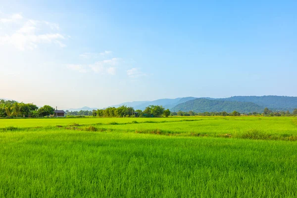 Agriculture Green Rice Field Blue Sky Mountain Back Contryside Farm — Stock Photo, Image