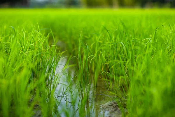 Landwirtschaft Grüne Reisfelder Unter Blauem Himmel Und Berg Zurück Auf — Stockfoto