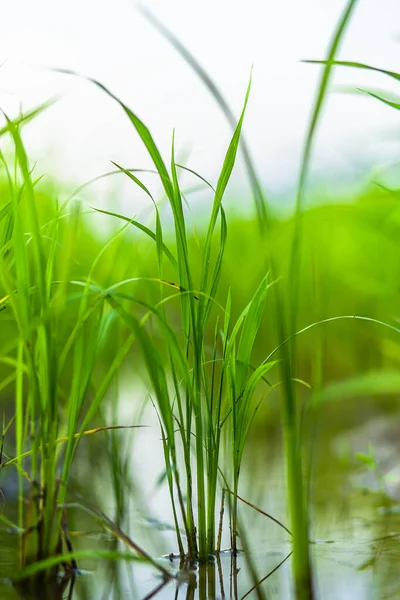 Agricultura Campo Arroz Verde Bajo Cielo Azul Montaña Nuevo Contryside — Foto de Stock